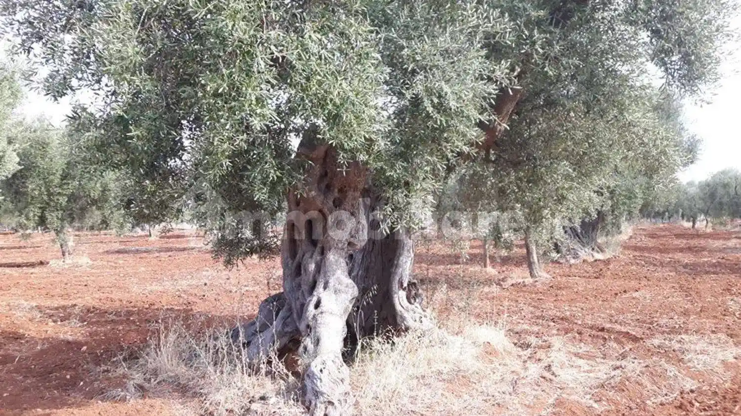Cascina Contrada Alberodolce San C., Tamburroni, Grottone, Rosara, Ostuni - foto 2