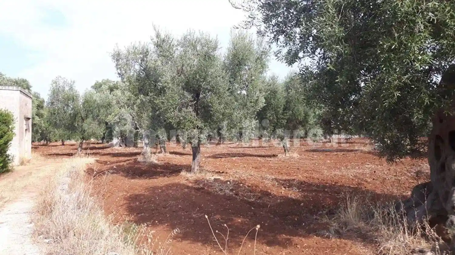 Cascina Contrada Alberodolce San C., Tamburroni, Grottone, Rosara, Ostuni - foto 3