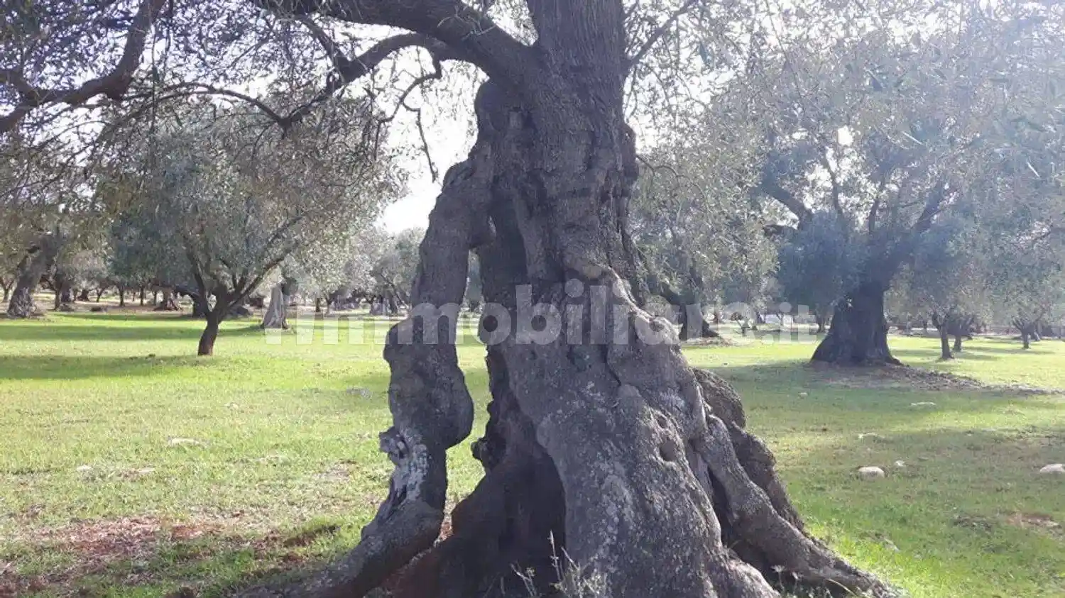Cascina Contrada Pezza La Spina San C., Tamburroni, Grottone, Rosara, Ostuni - foto 3