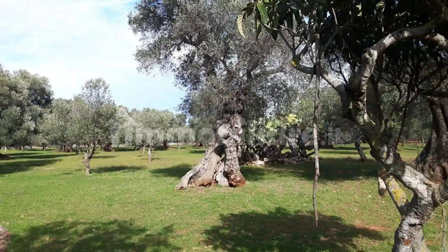 Cascina Contrada Pezza La Spina San C., Tamburroni, Grottone, Rosara, Ostuni - foto 4