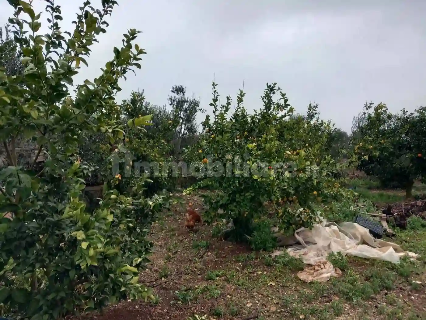 Rustico - Casale - foto 5