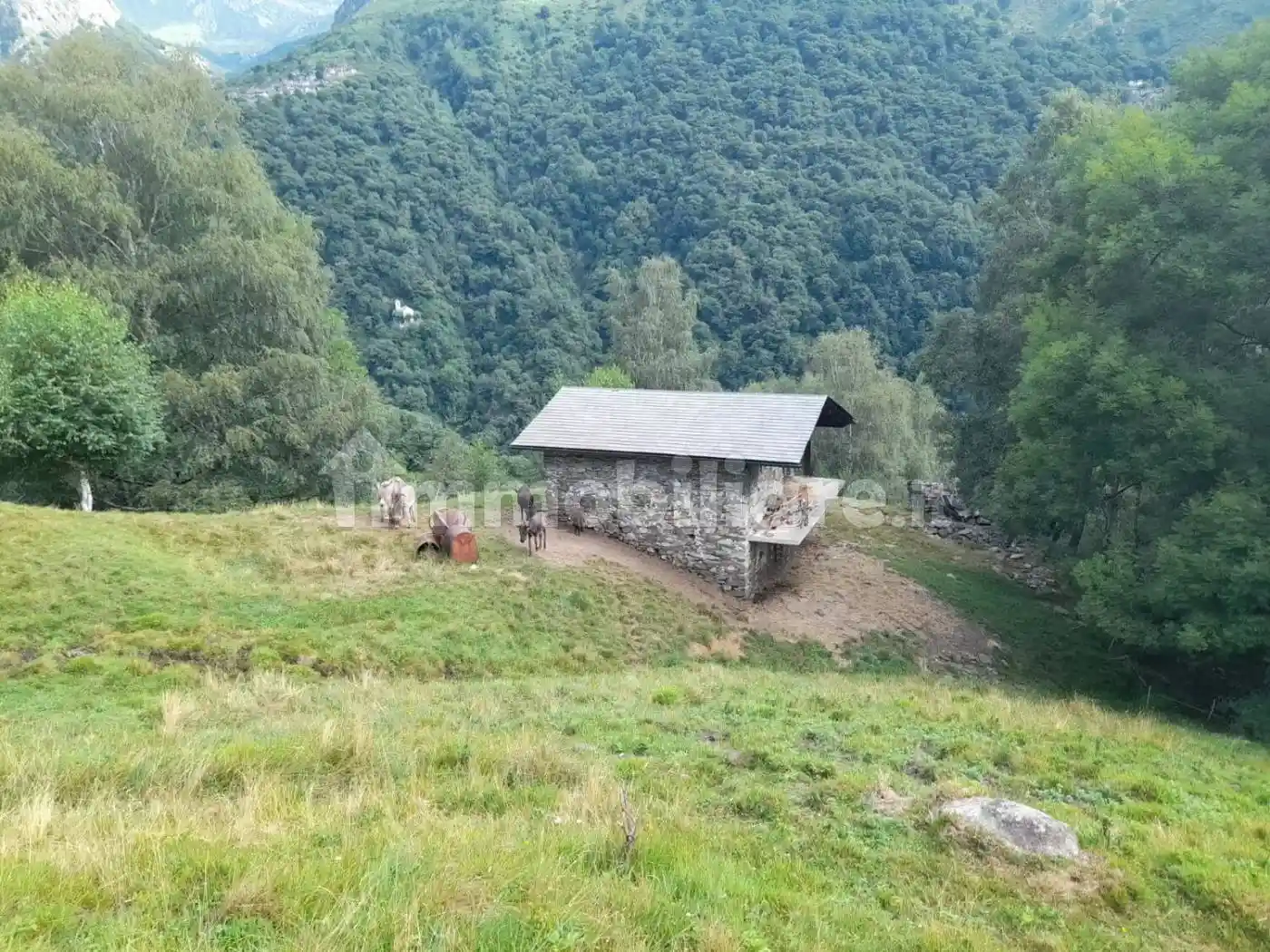 Rustico - Casale in vendita a Livo