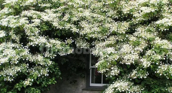 Rustico - Casale in vendita a Cartura