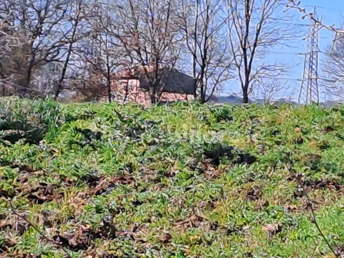 Rustico - Casale in vendita a Vitorchiano