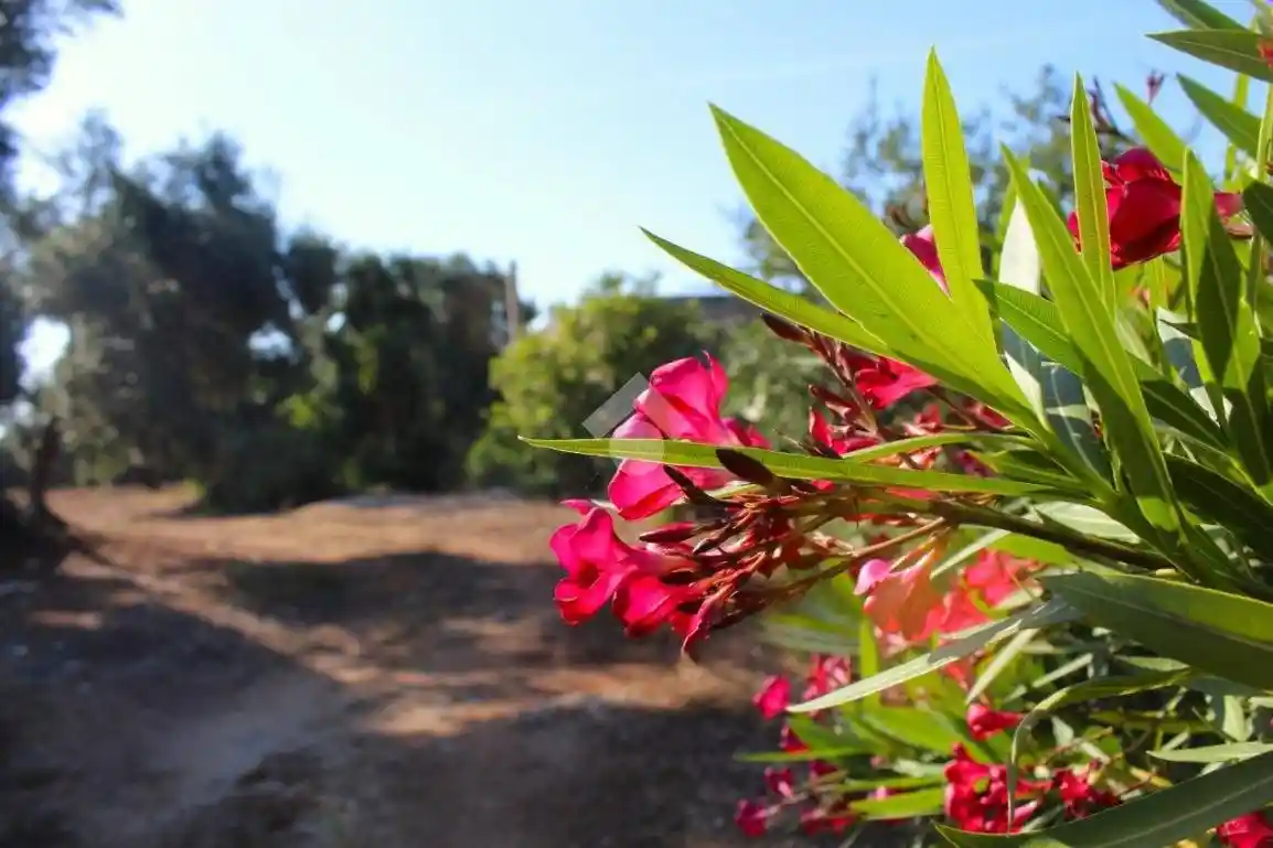 Rustico - Casale in vendita a Carovigno