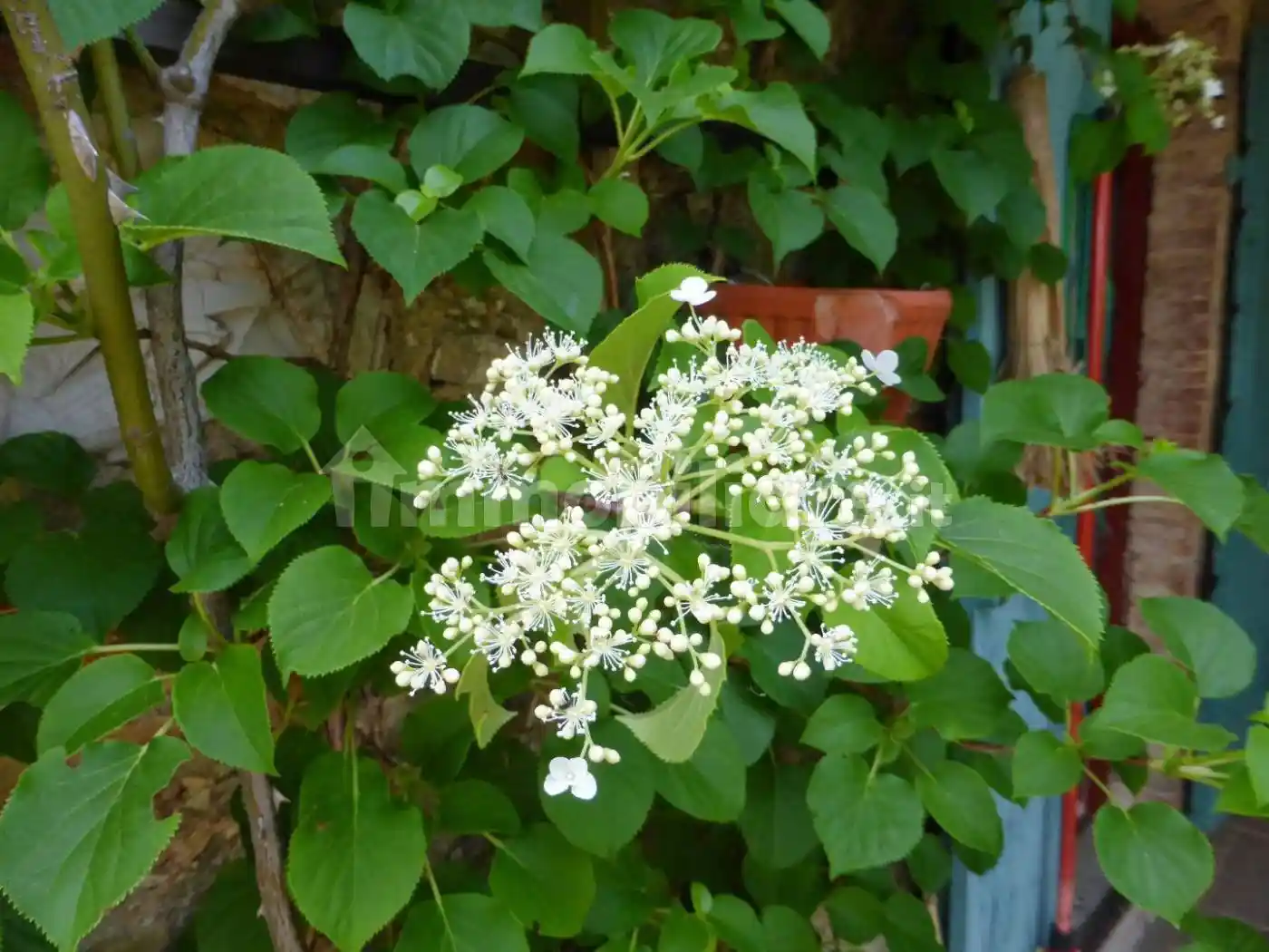 Rustico - Casale in vendita a Rubiera