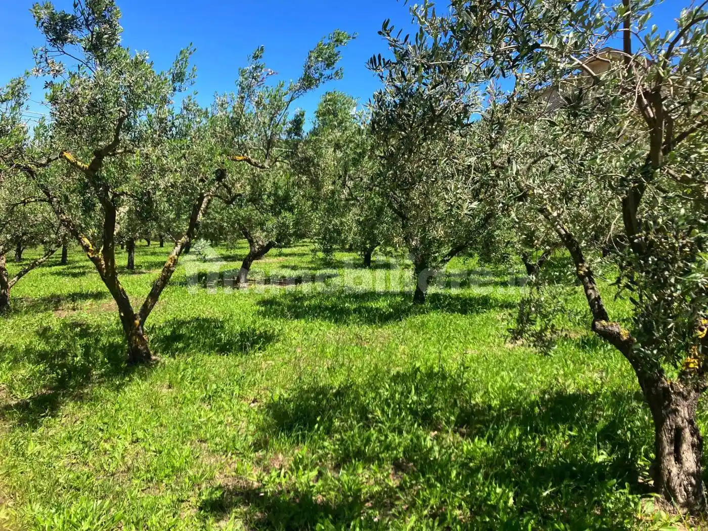 Terratetto plurifamiliare Contrada Polercia 13B, Cupello - foto 3