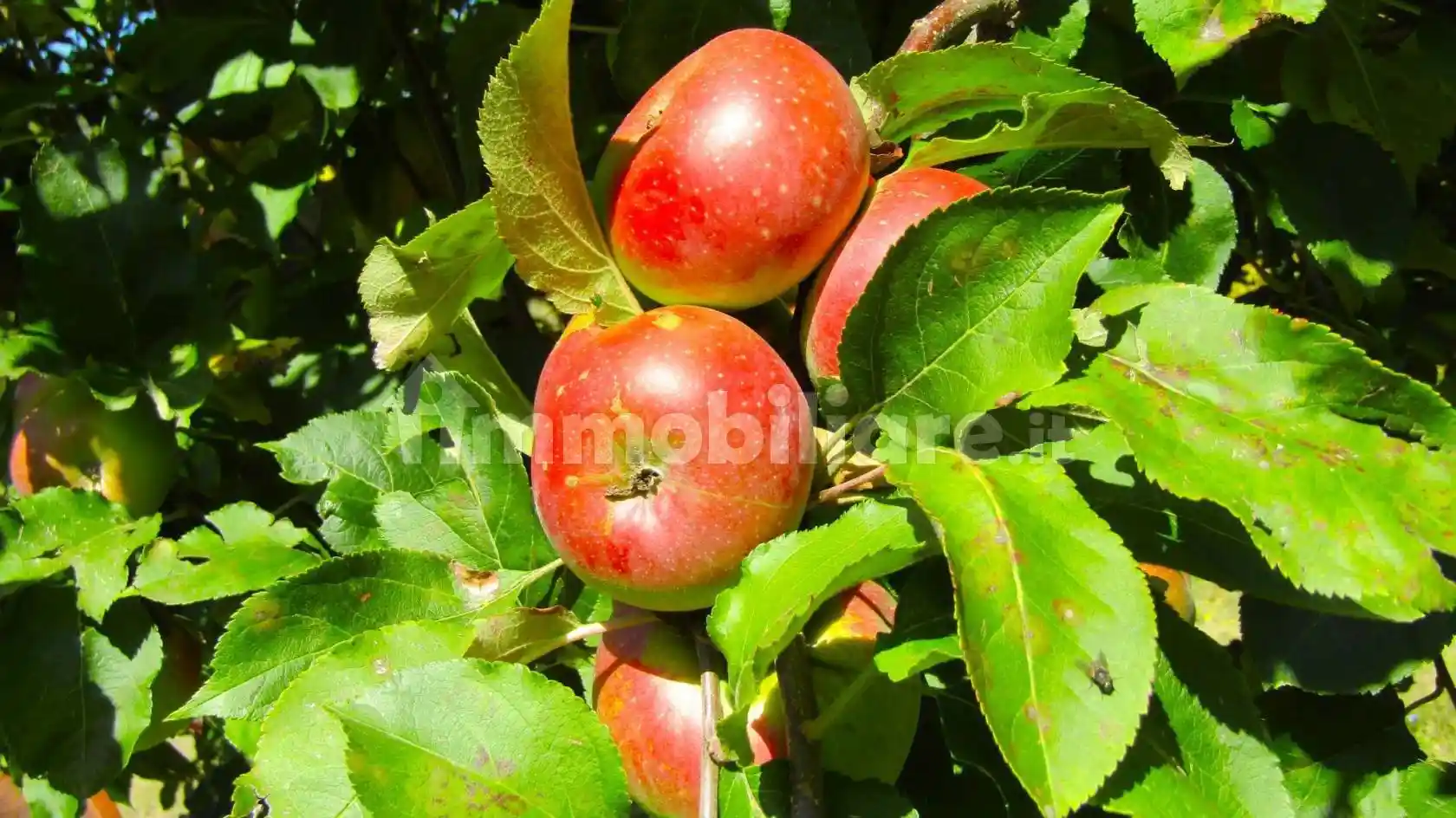 Rustico via Giuseppe Bignami, Goccia, Valsamoggia - foto 3