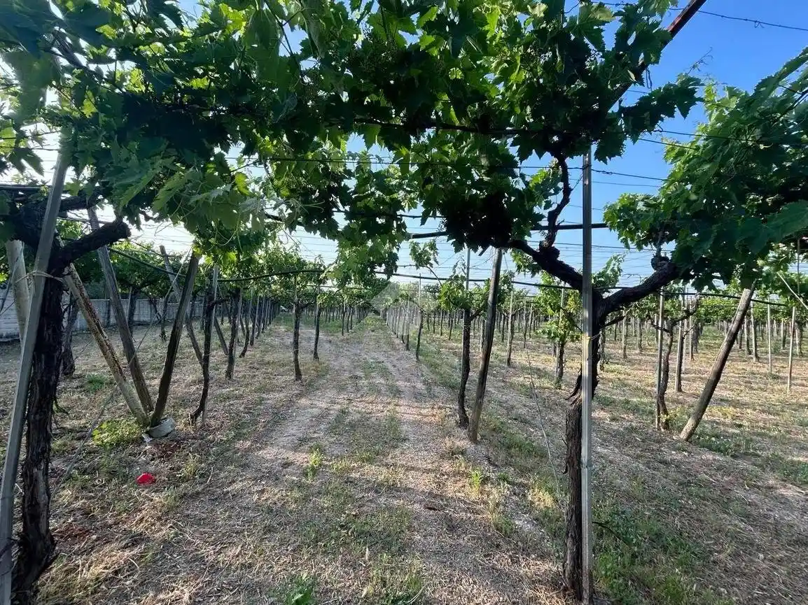 Villa unifamiliare Strada Vicinale Petraro, Montaltino - Canne, Barletta - foto 2