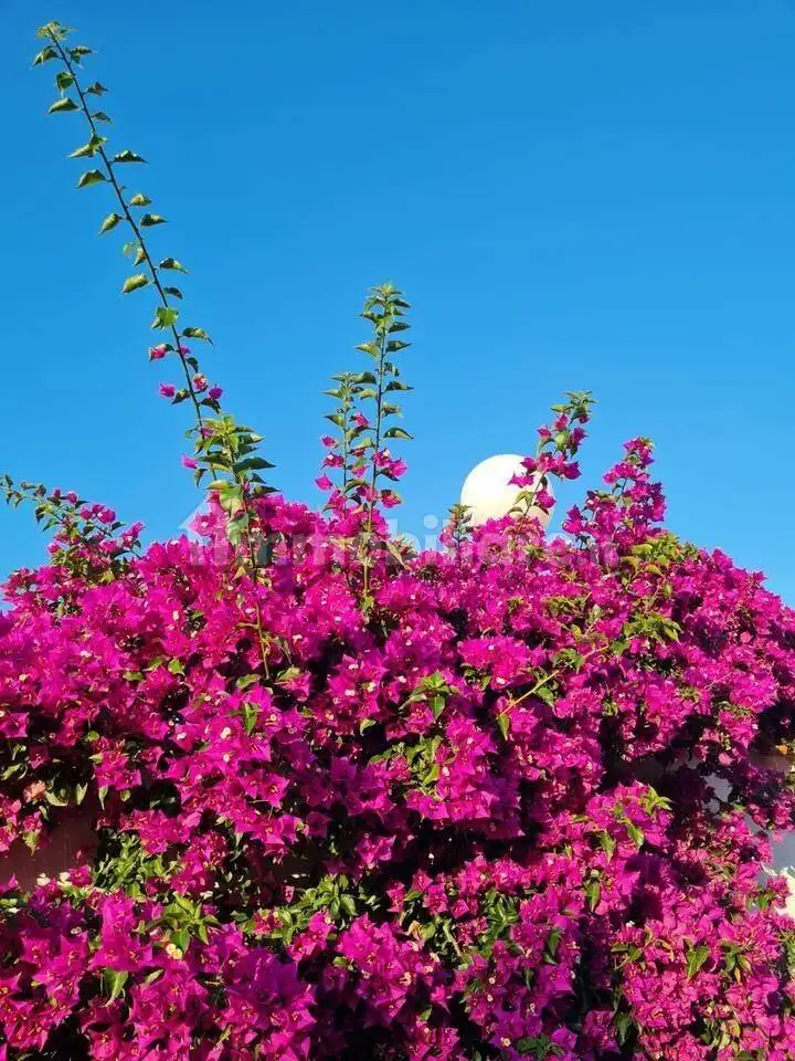 Villa bifamiliare via dei Cavalli Marini, Lido dei Coralli - Sabbiedoro, Ardea - foto 3