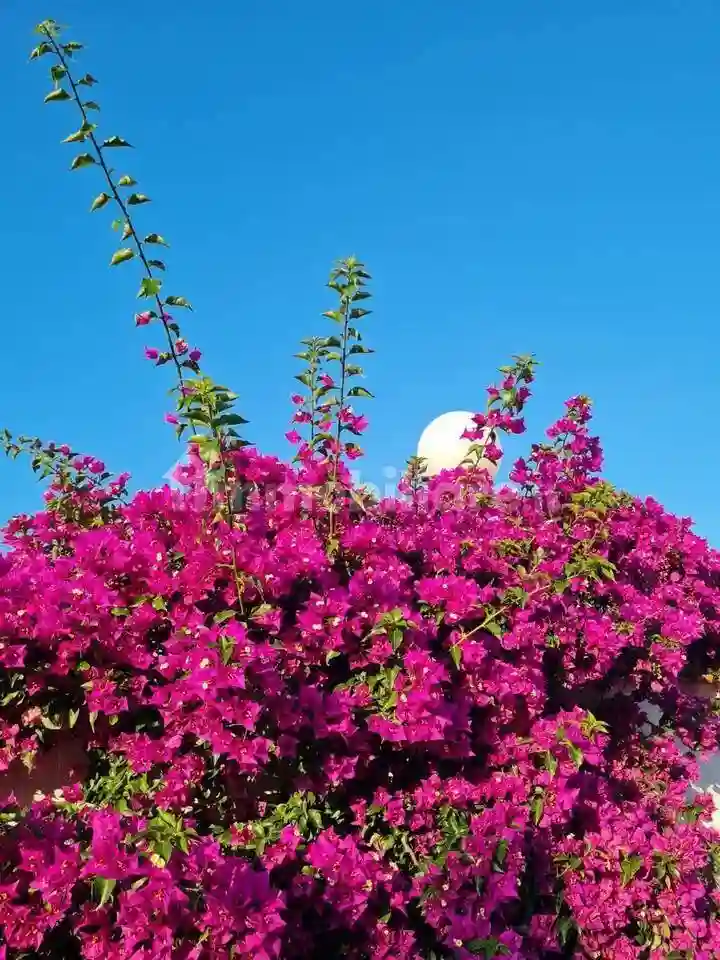Villa bifamiliare via dei Cavalli Marini, Lido dei Coralli - Sabbiedoro, Ardea - foto 4