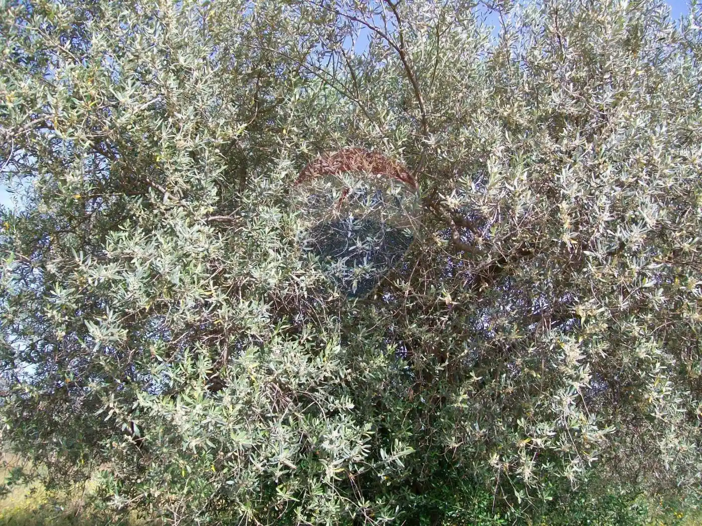 Villa in vendita a Piazza Armerina