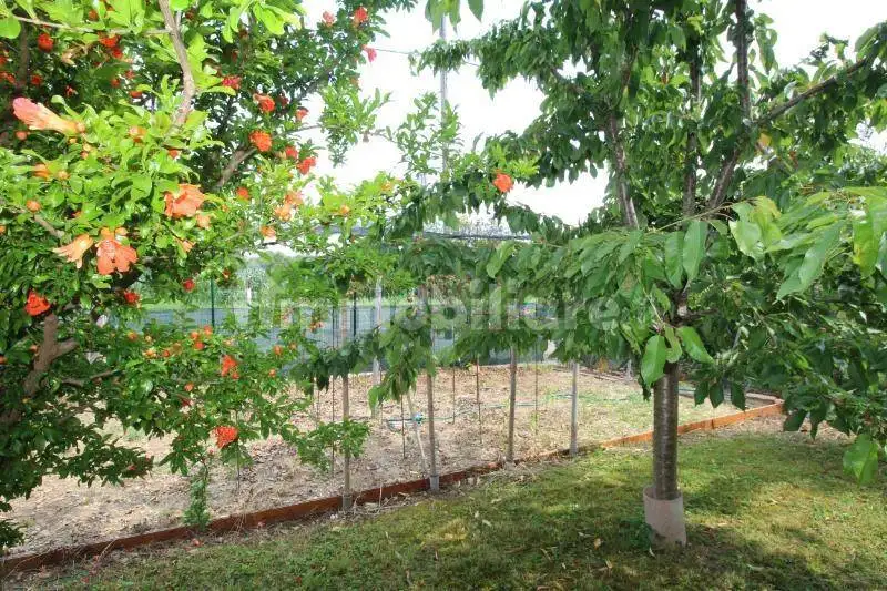 Villa bifamiliare via 4 Novembre 29, Bagnaria Arsa - foto 4