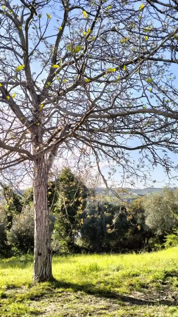 Villa bifamiliare via Santa Maria 36, Centro, Ari - foto 4