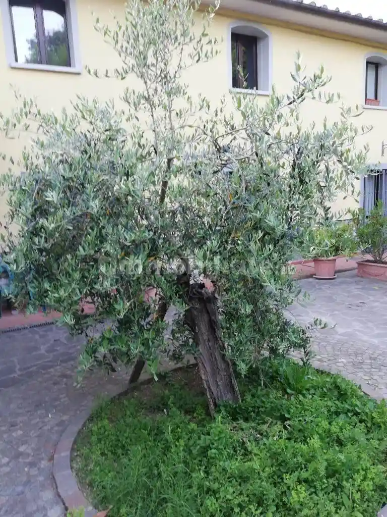 Villa bifamiliare via di Cerreto e Solano, Figline, Prato - foto 4