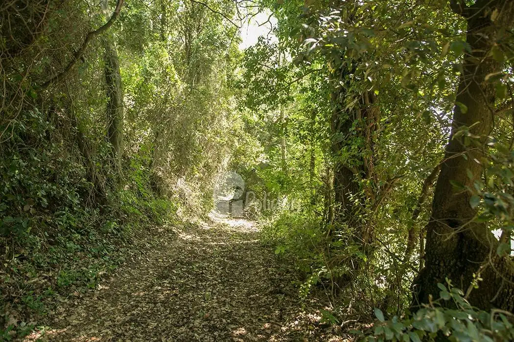 Rustico - Casale in vendita a Montasola
