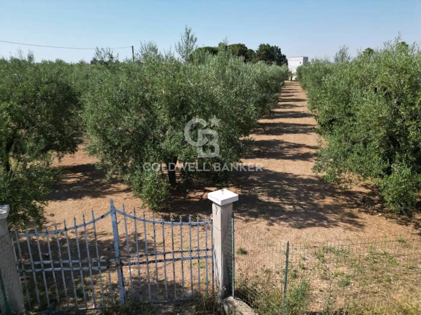 Villa unifamiliare Contrada Macchie Di Rose SN, Montegrosso - Boschetto, Andria - foto 3