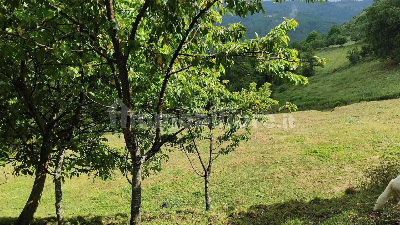 Rustico Muso di Bove San c, Centro, Aprigliano - foto 5