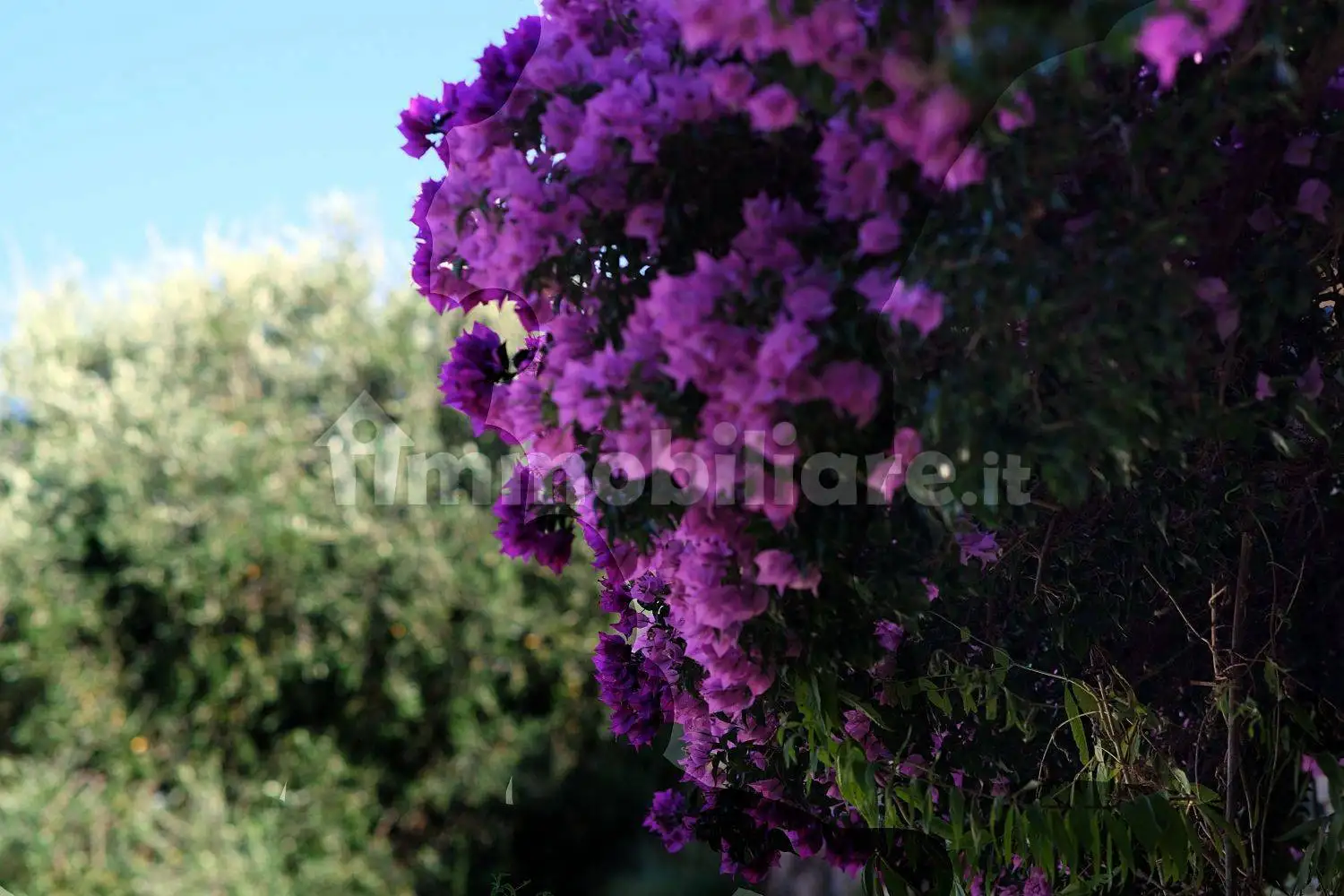 Villa unifamiliare via Bolendrago 3, Diano Arentino - foto 5