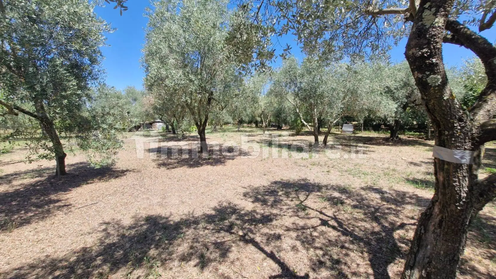 Rustico Sp28, Corchiano - foto 5