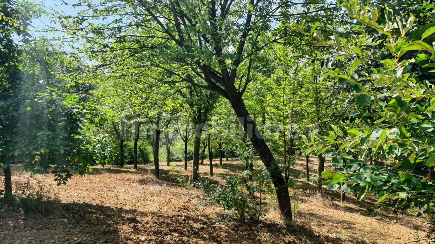 Rustico - Casale in vendita a Quargnento