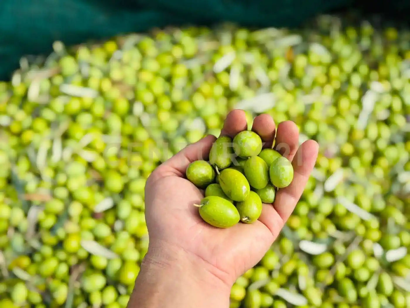 Rustico - Casale in vendita a Modica