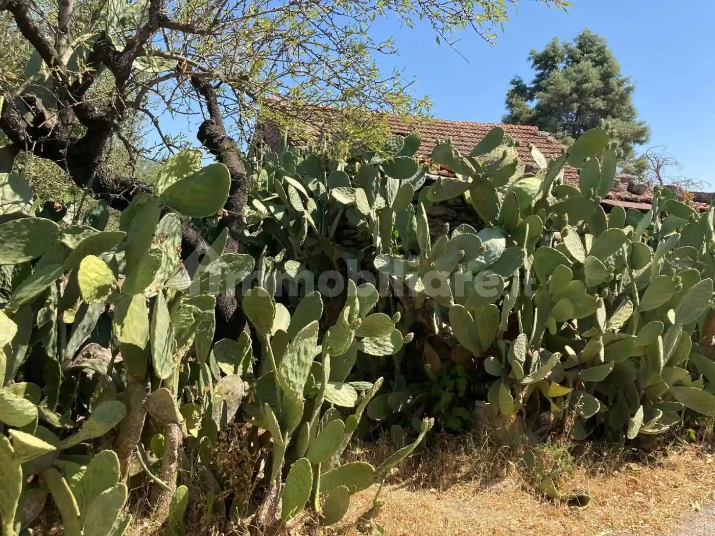 Rustico via del Salice, Salice Vecchio, Foggia - foto 4