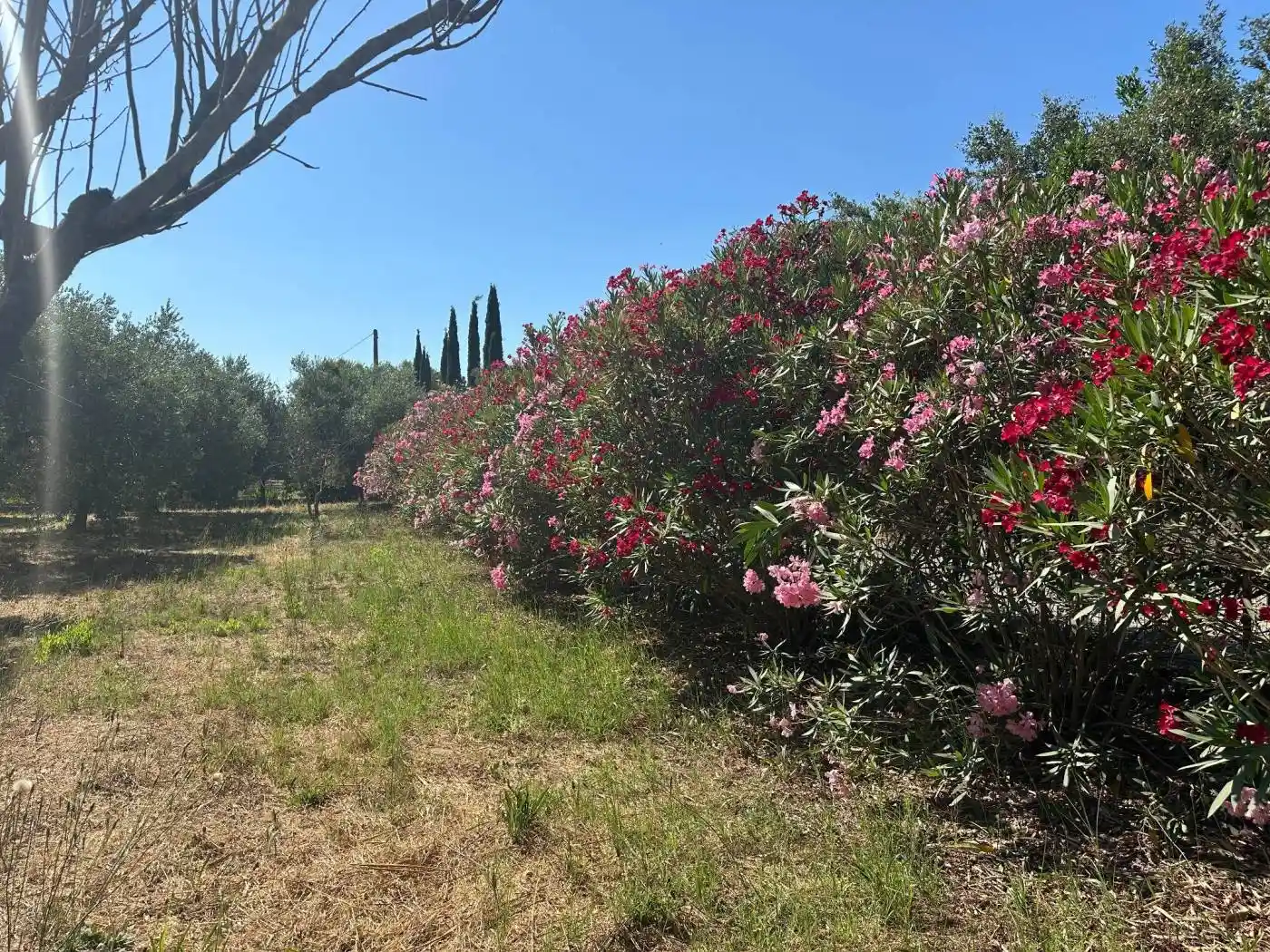 Rustico - Casale in vendita a Castiglione della Pescaia