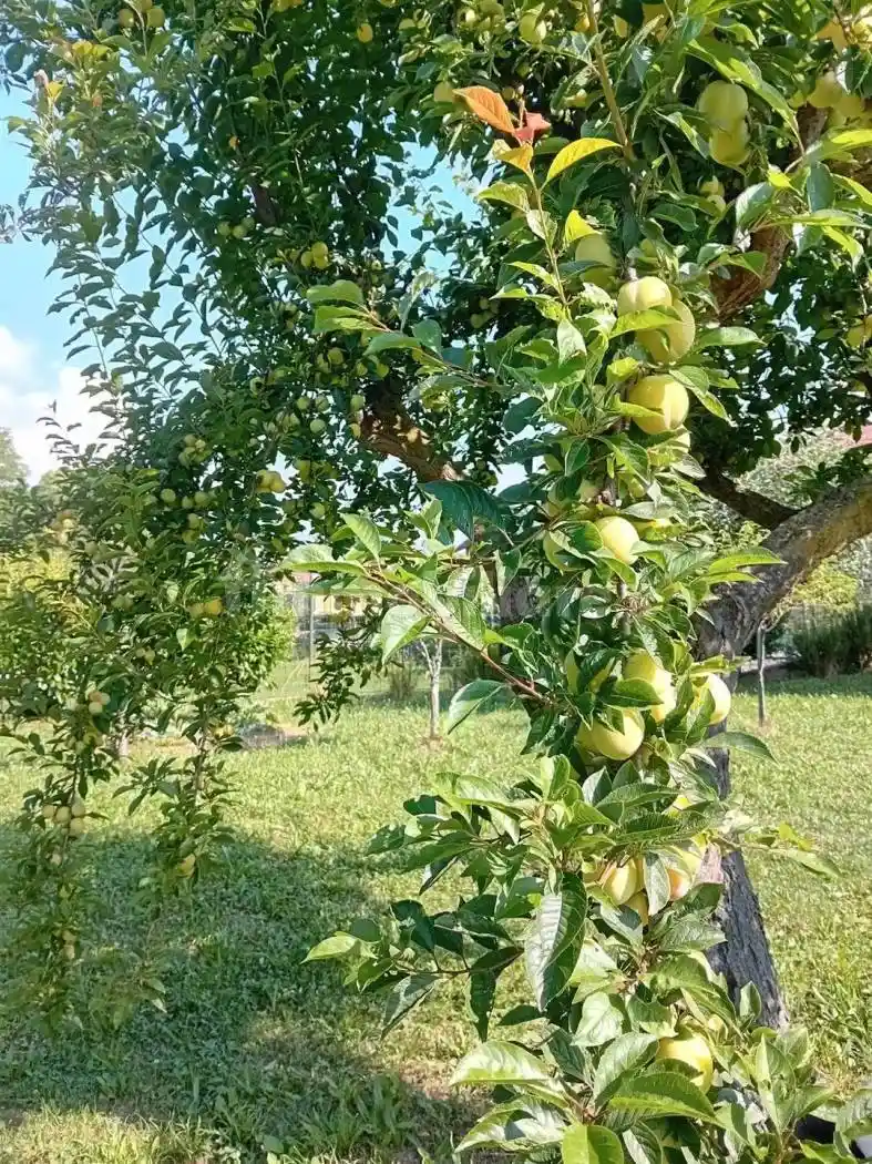 Terratetto unifamiliare Strada alla Filatura di Tollegno 1, Pavignano, Biella - foto 2