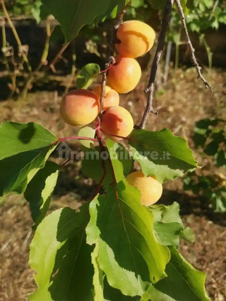 Villa in vendita a Terlizzi