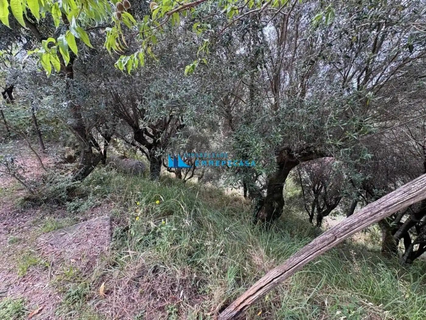 Rustico via Rosoleto,, Zona Collinare Cerreto, Sant'Eustachio, Montignoso - foto 5