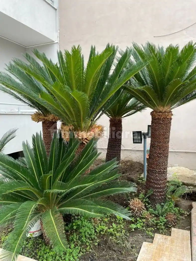 Villa unifamiliare via Giovanni Boccaccio 23, Casapesenna - foto 4