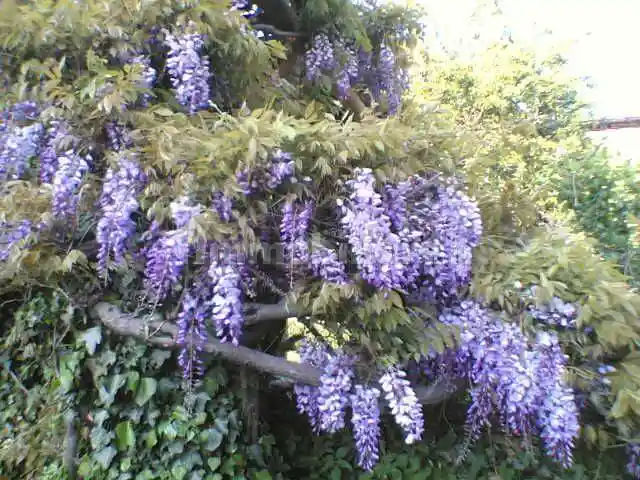 Appartamento in vendita a Teglio