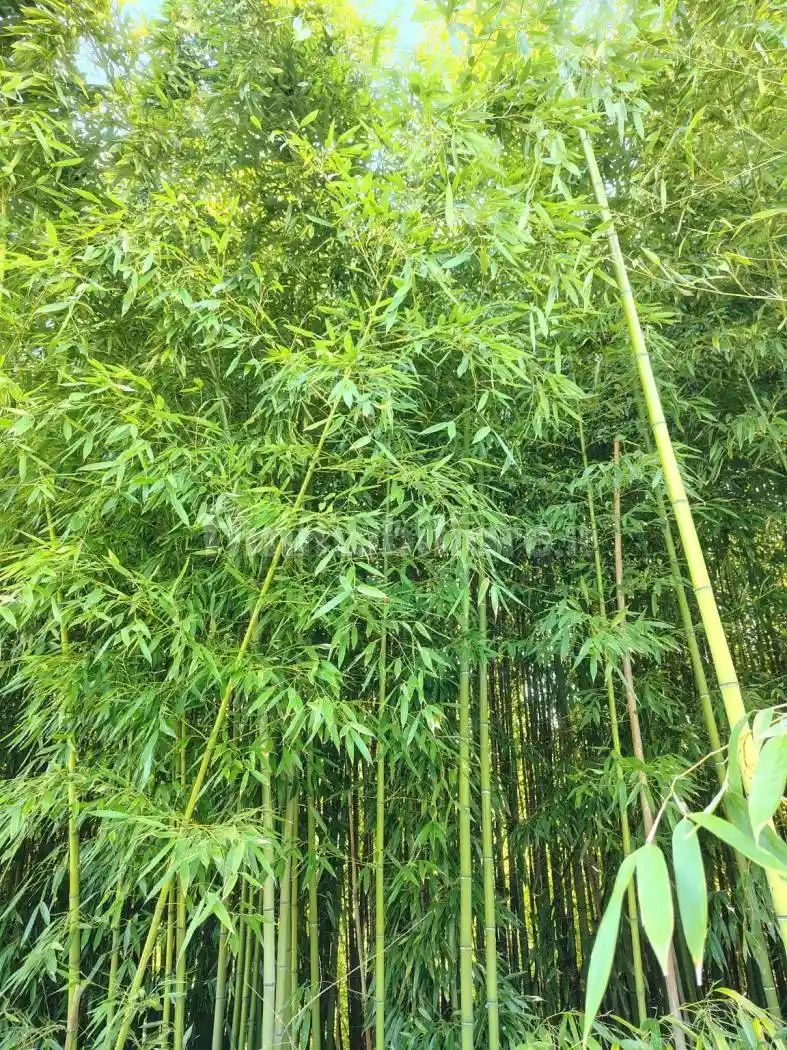 Villa plurifamiliare Strada Pontestura, Rolasco, Casale Monferrato - foto 2