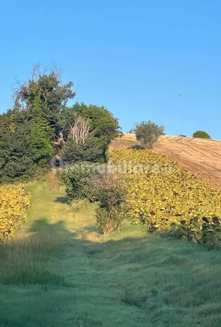 Casa colonica Strada delle Fontanelle, Scapezzano, Cannella, Roncitelli, Senigallia - foto 5