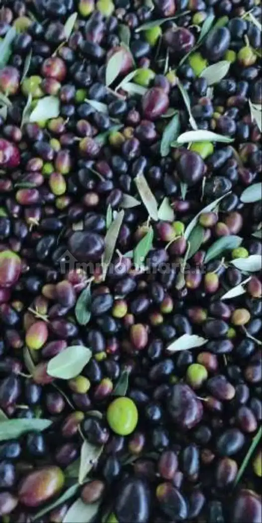 Villa unifamiliare via La Cavana No Number, Vergemoli, Fabbriche di Vergemoli - foto 5