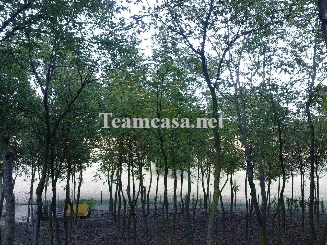 Villa unifamiliare 408 m², Candelara, Pesaro - foto 5