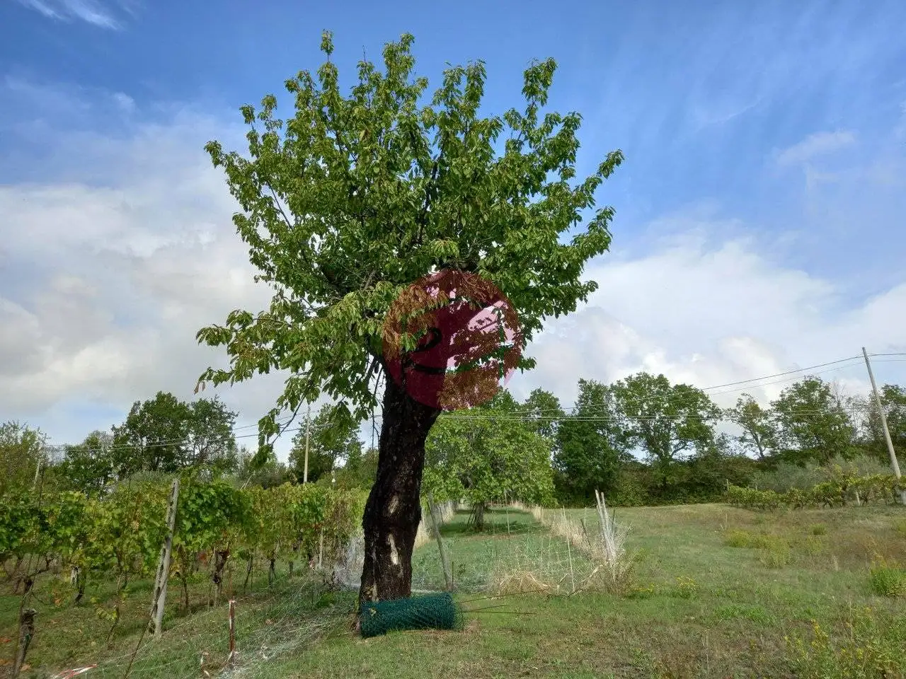 Casa indipendente in vendita a Borghi