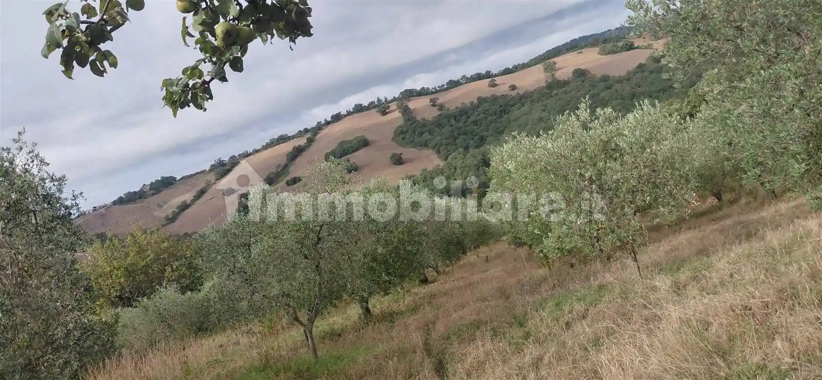 Rustico - Casale in vendita a Scansano