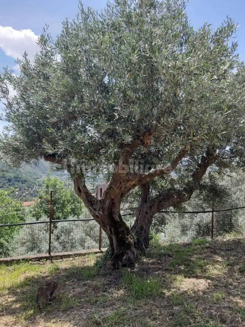 Villa unifamiliare via Gabriele Barrio 10, Tivolille Pasquali Merenzata, Mendicino - foto 2