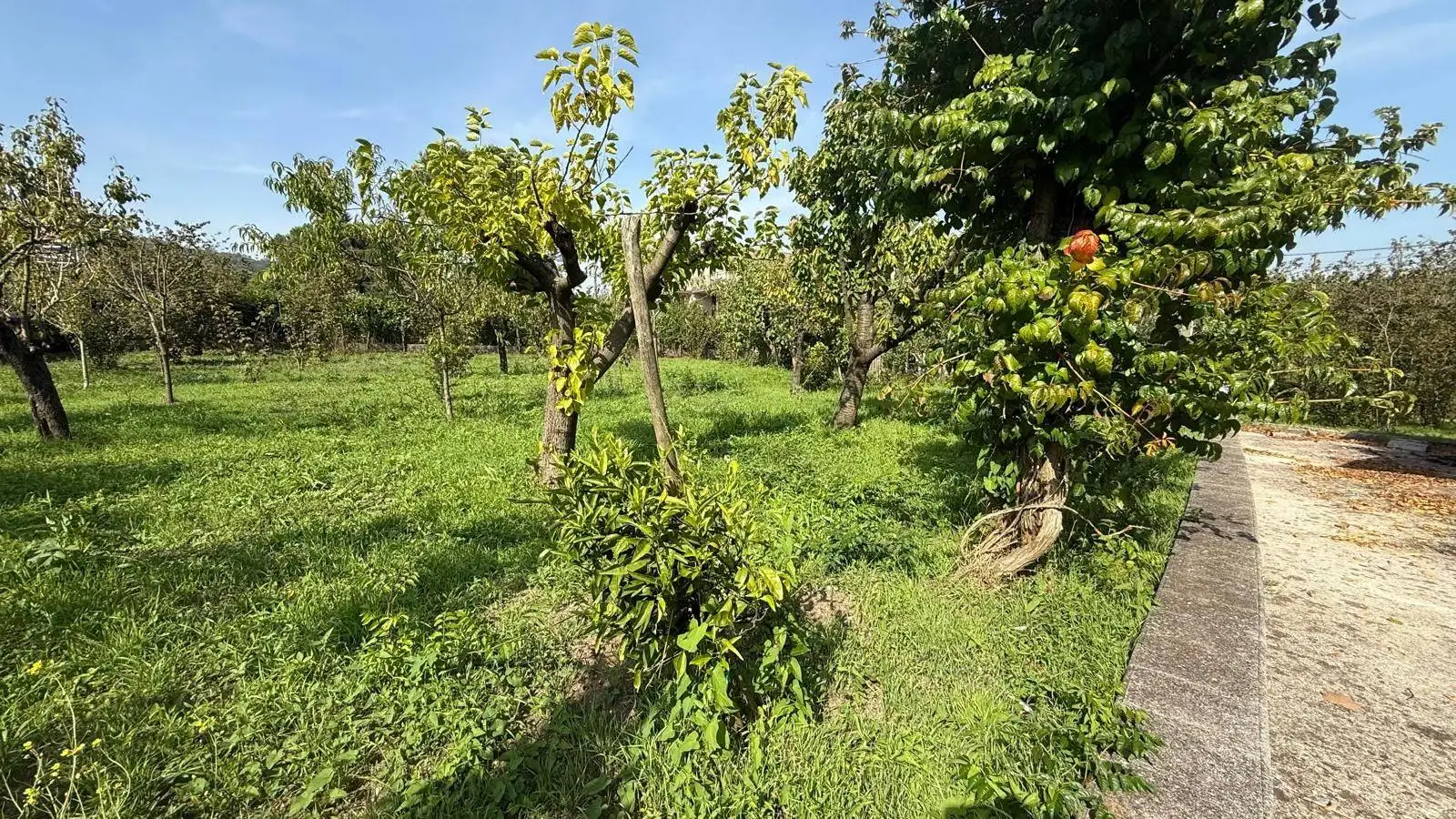 Villa unifamiliare via Provinciale 64, Contrada - foto 4