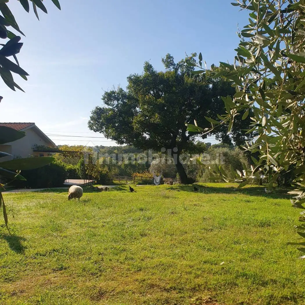 Villa in affitto a Scansano