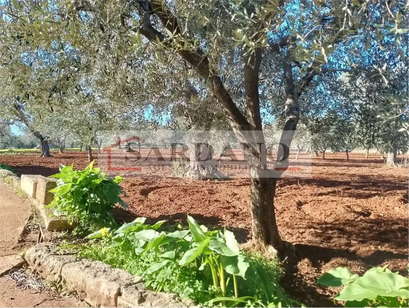 Cascina Strada Comunale 41, Montenegro, Brindisi - foto 4