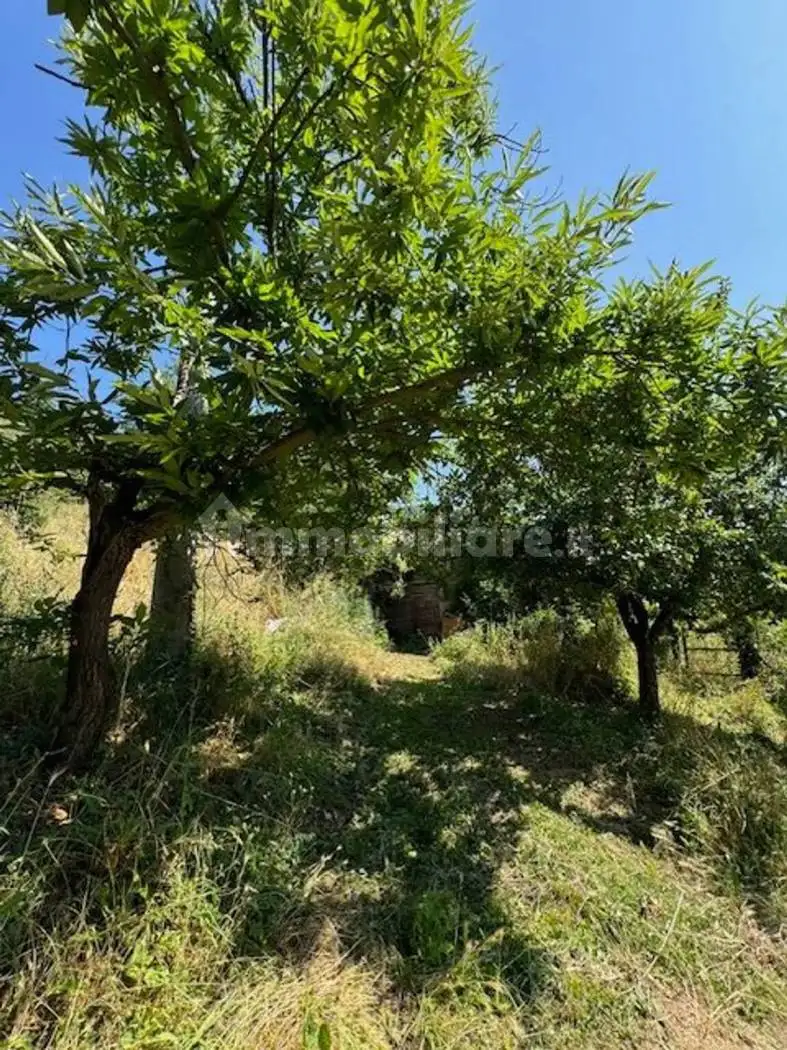 Rustico Località Isola No Number, Cetica, Castel San Niccolò - foto 5