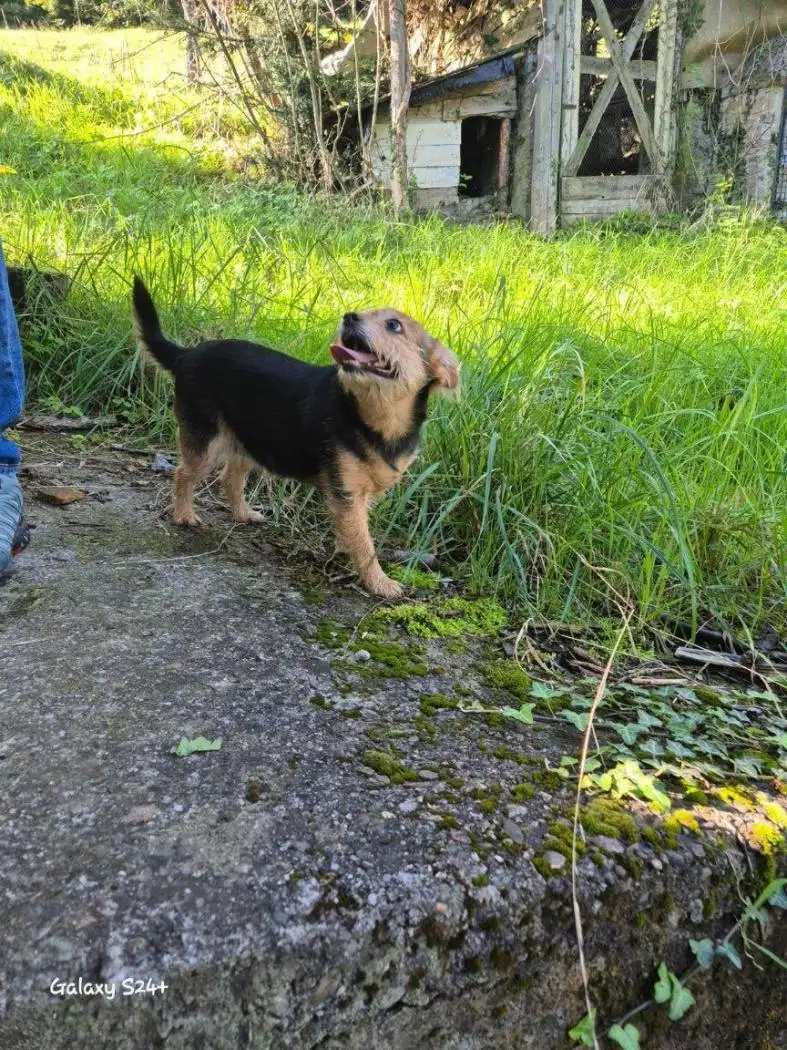 Cascina Strada per Anfurro, Angolo Terme - foto 3