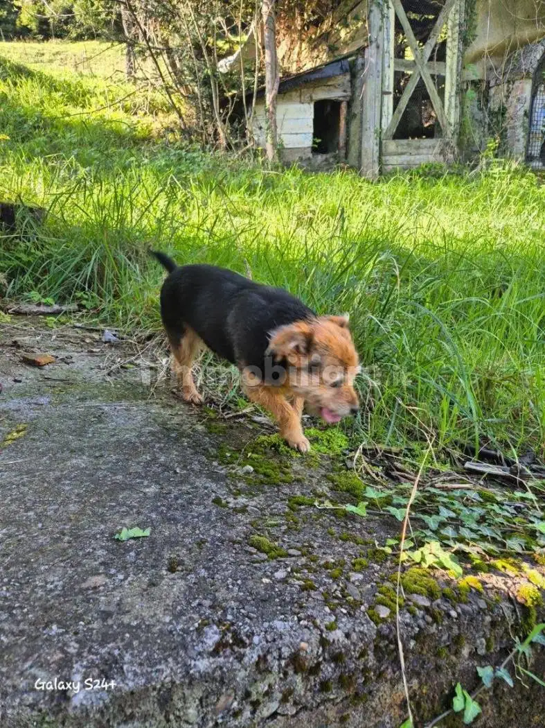 Cascina Strada per Anfurro, Angolo Terme - foto 4