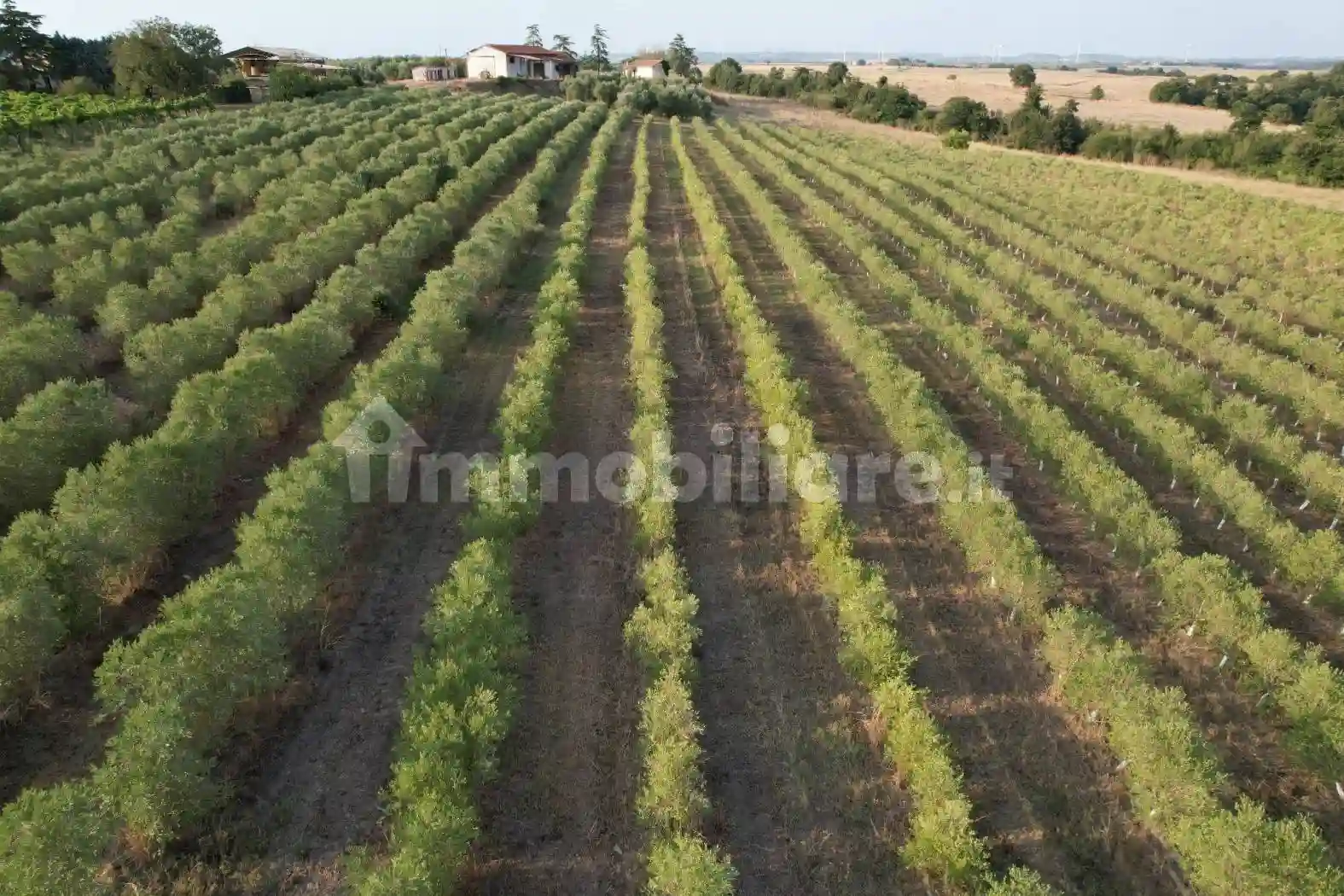 Rustico - Casale - foto 5