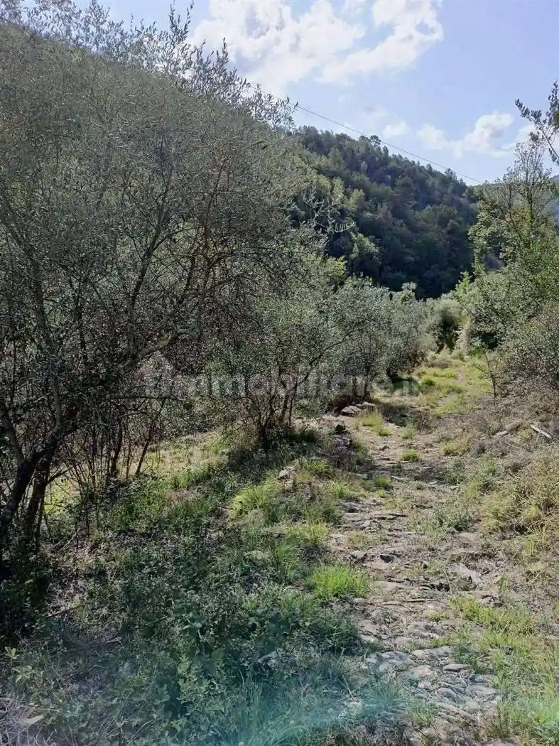 Rustico Vernunte, Apricale - foto 5