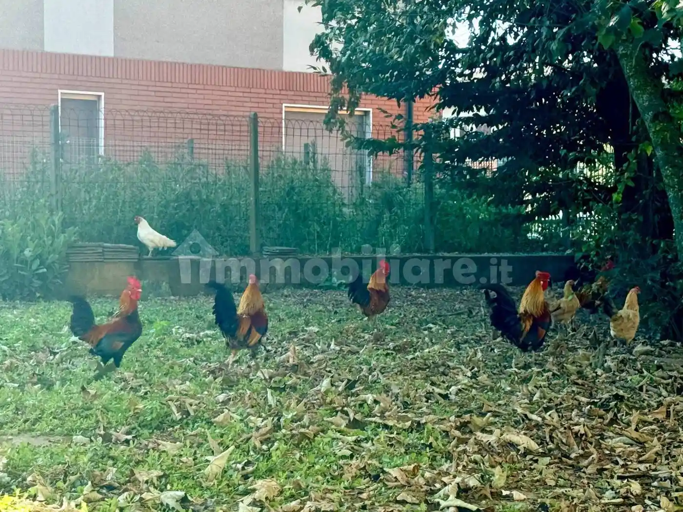 Villa bifamiliare via Vittorio Emanuele III, Ghiaie, Corana - foto 3