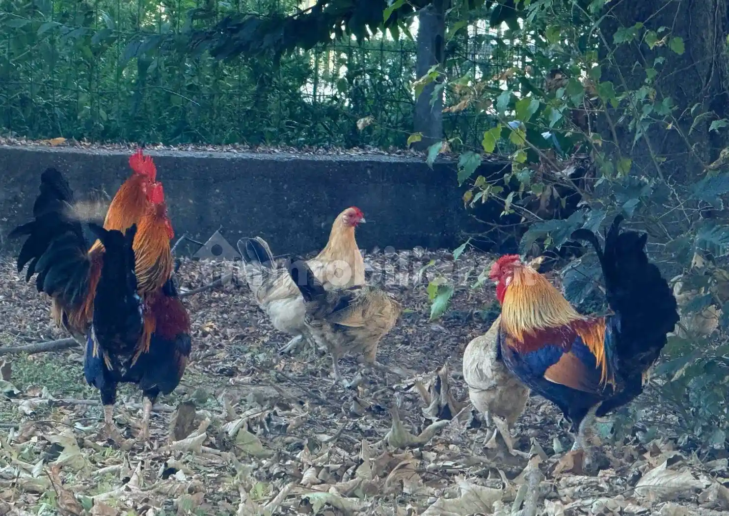 Villa bifamiliare via Vittorio Emanuele III, Ghiaie, Corana - foto 4